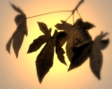 leaves_sunset_sm