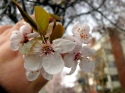 The Cherry Blossoms are very late this year...